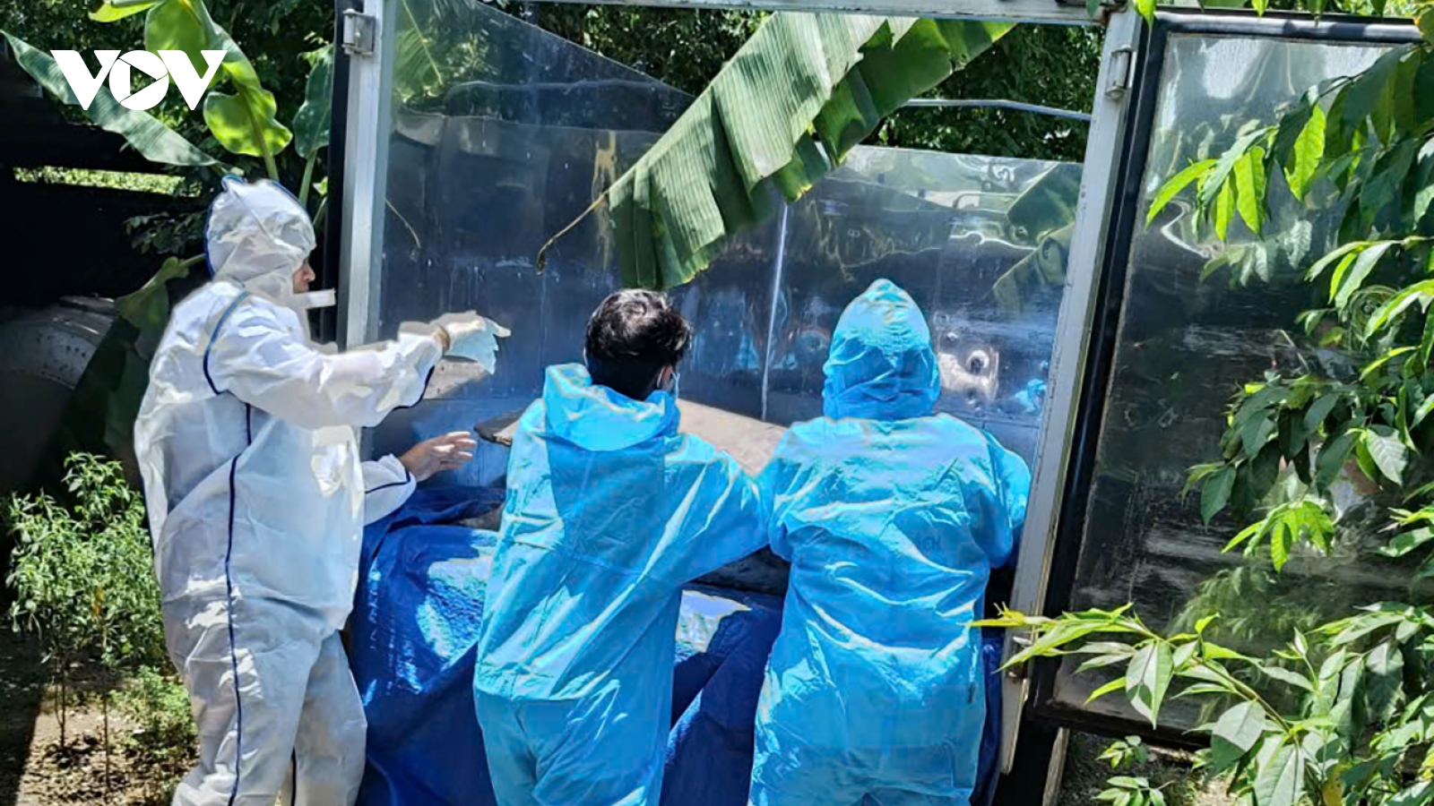 Đà Nẵng kiểm soát chặt, khống chế dịch tả lợn châu Phi